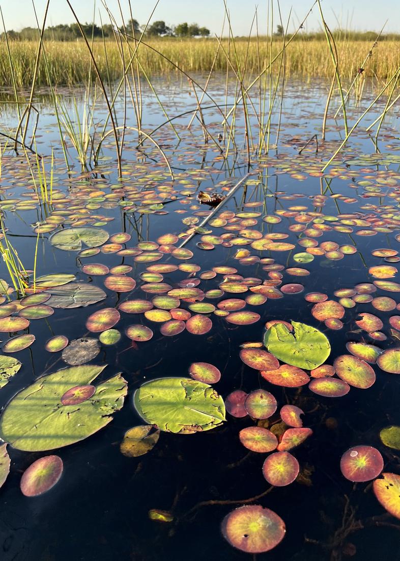 Water lilies in the Okavango Delta
